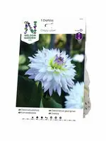 Nyhet Vårlök Nelson Garden Dekorativdahlia Låg Crazy Love Vit/rosa