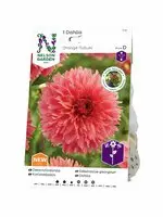 Vårlök Nelson Garden Dekorativdahlia Hög Orange Fubuki Lax Handla nu