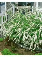 Norsk Brudspirea 'Grefsheim' Goliath Barrotad Endast idag