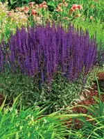 Sänkt pris Stäppsalvia 'Caradonna'