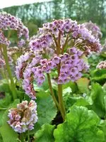Hjärtbergenia 'Möja' Snabb frakt